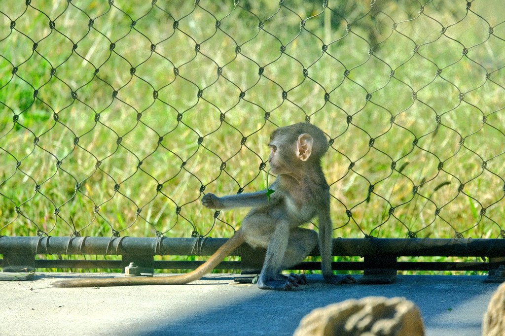 パタスザル Twitter Search Twitter