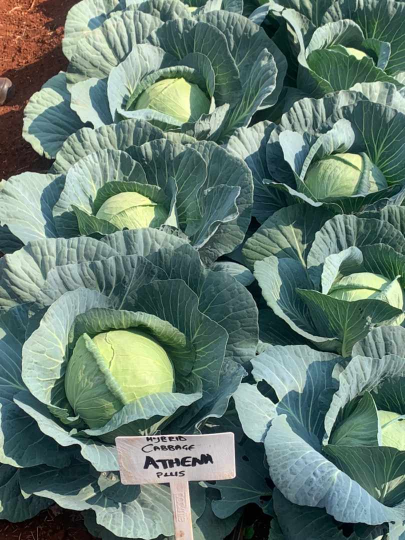 Cabbage is a popular vegetable because of its adaptability, ease of production and food value.

Here are 10 key tips to producing a great crop: