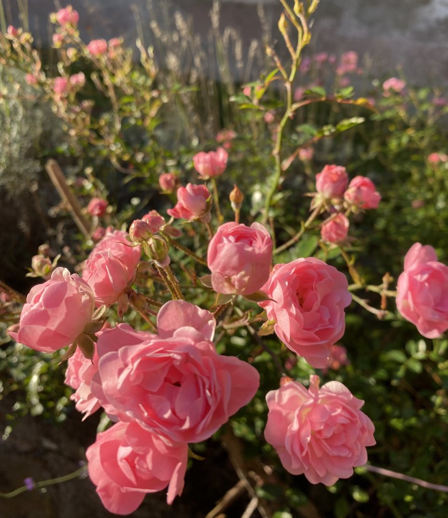 Die Röschen blühen unentwegt …

Guten Morgen, Leute!🙋‍♀️ Habt einen schönen Tag!