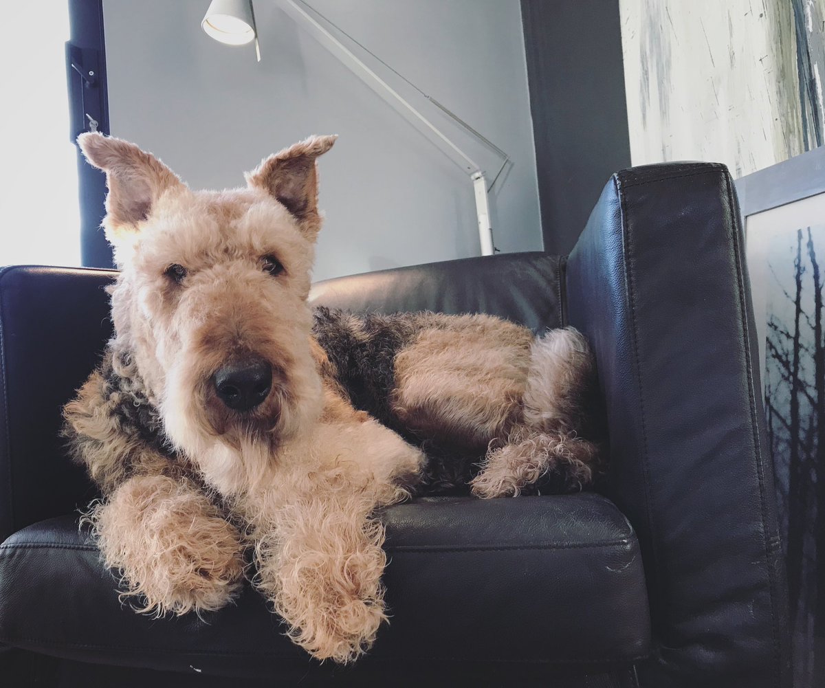 ToastieBarks's tweet photo. Dear Furpals it Angel Toastie frum RainbowBridge. It ma birfday today n aye would been 14. Missin everypawdy. Me dads think of moi evryday. Parently ma Nefew @TaytoBarks haz learnt many mischief n keeps gaylords on der toes! Dad says aye wuz one of a kind never replaceable 💛💛💛 https://t.co/GQEMAfyLuF
