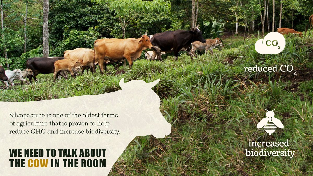 1/ #DYK that #livestock are a climate solution?

When cattle ranchers in #Brazil grew improved grasses for livestock, their pasture lands absorbed more greenhouse gases and soil nutrients were higher. 

Learn how they did it 👇
#LetsTalkLivestock <a href="/COP27P/">COP27</a>