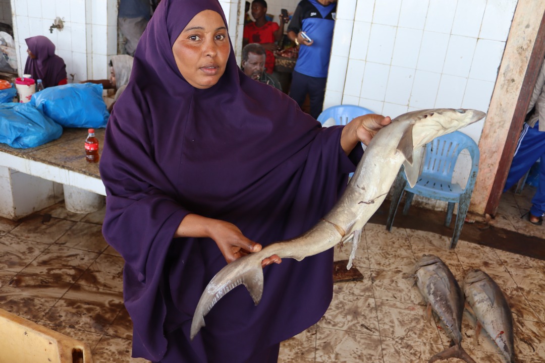 RAASMFI (@raasmfi1) on Twitter photo RAAS MFI priorities investment in the fisheries sector. Somalia's future is in the blue economy. <a href="/AECFAfrica/">AECF Africa</a> <a href="/gargaara_/">Gargaara Finance</a> <a href="/Invest_Somalia/">SOMINVEST</a> <a href="/somalibankers/">Somali Bankers Association</a> RAAS MFI priorities investment in the fisheries sector. Somalia's future is in the blue economy. <a href="/AECFAfrica/">AECF Africa</a> <a href="/gargaara_/">Gargaara Finance</a> <a href="/Invest_Somalia/">SOMINVEST</a> <a href="/somalibankers/">Somali Bankers Association</a>