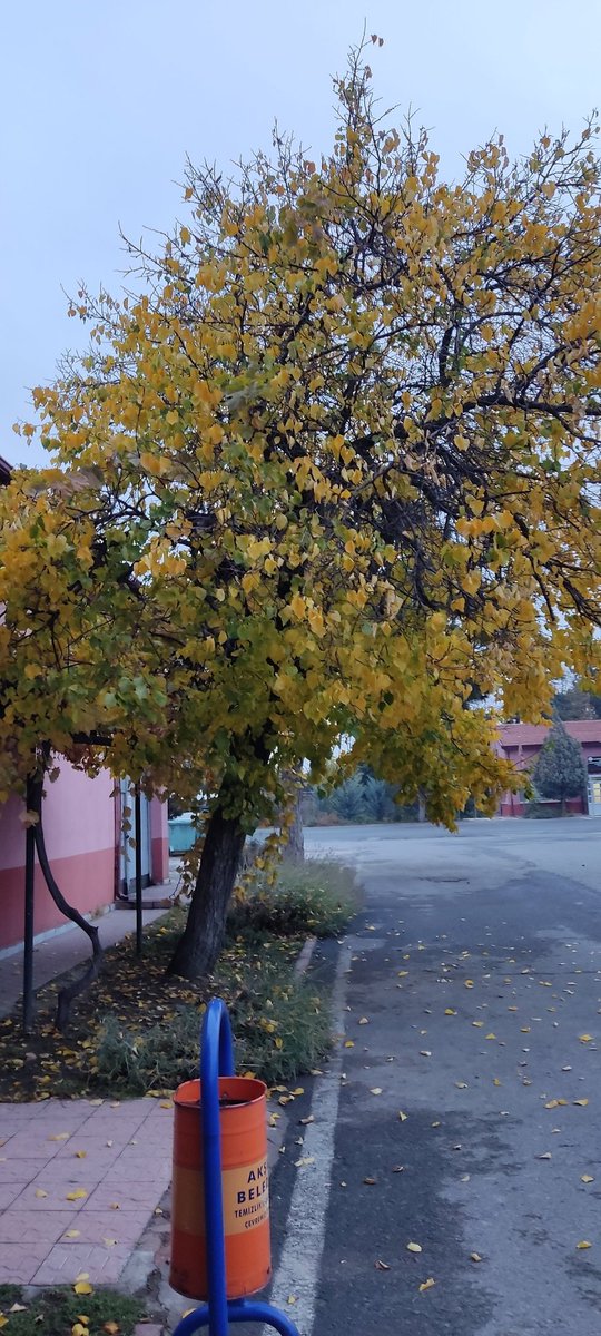 Günaydın Hayırlı Sabahlar
Kış Manzaraları Başladı
Yapraklar Dökülüyor
Soğuklar Hissettiriyor
Sağlıklı Günler Geçirmeniz Dileğiyle