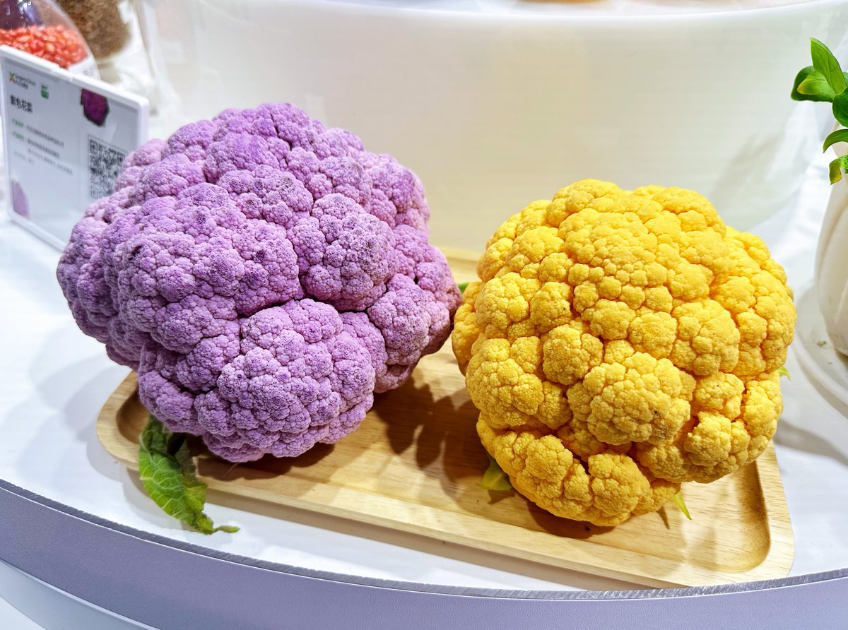 CE_ChinaEconomy's tweet image. Purple cauliflower, tomato and colorful seeds on #CIIE #seedtech 
Actually, the purple is from anthocyanidin in the vegetable generated by gene modification. The seeds’ colors are from the seed coating materials, which can protect them from weather issues and pests.