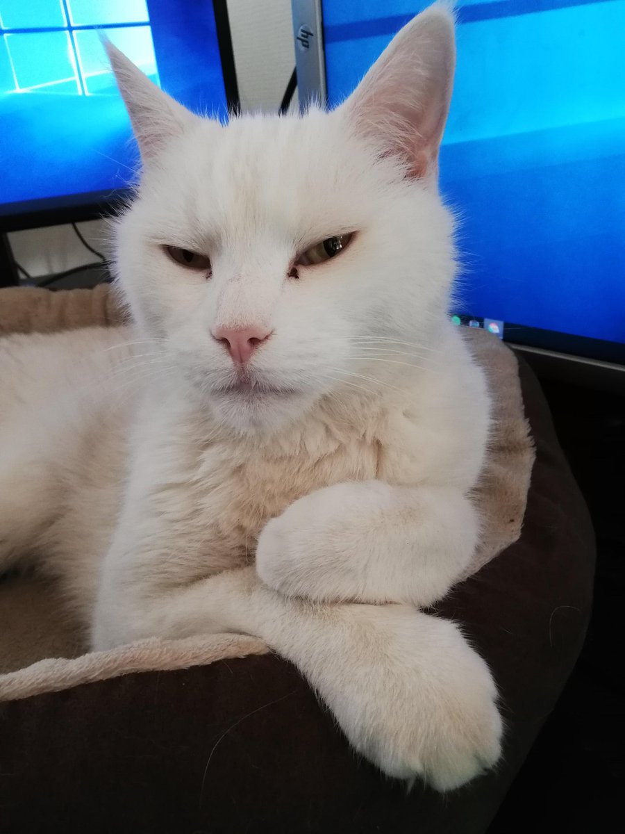 Well done IA painter, this is how I think Fidel is watching over us 🥺 Miss that screaming white fluff 😭