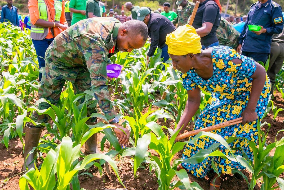 Ministry of Agriculture & Animal Resources |Rwanda tweet media