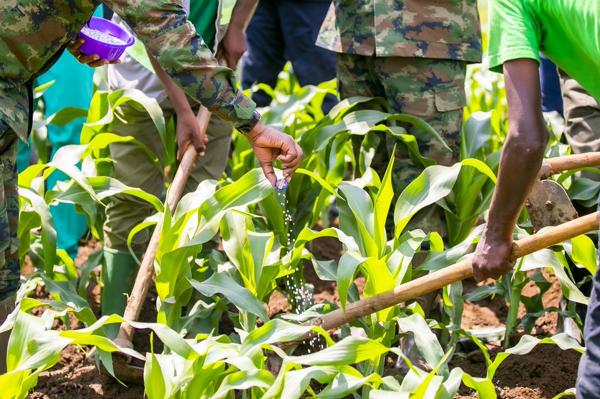 Ministry of Agriculture & Animal Resources |Rwanda tweet media