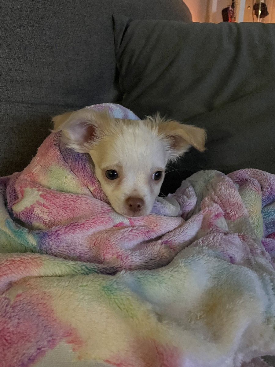 JennHow07457529's tweet photo. Only took me 15yrs. Wayyy better than a husband and my heart is so happy! ❤️❤️❤️ meet Beth 😍 https://t.co/g04ydGUY7X
