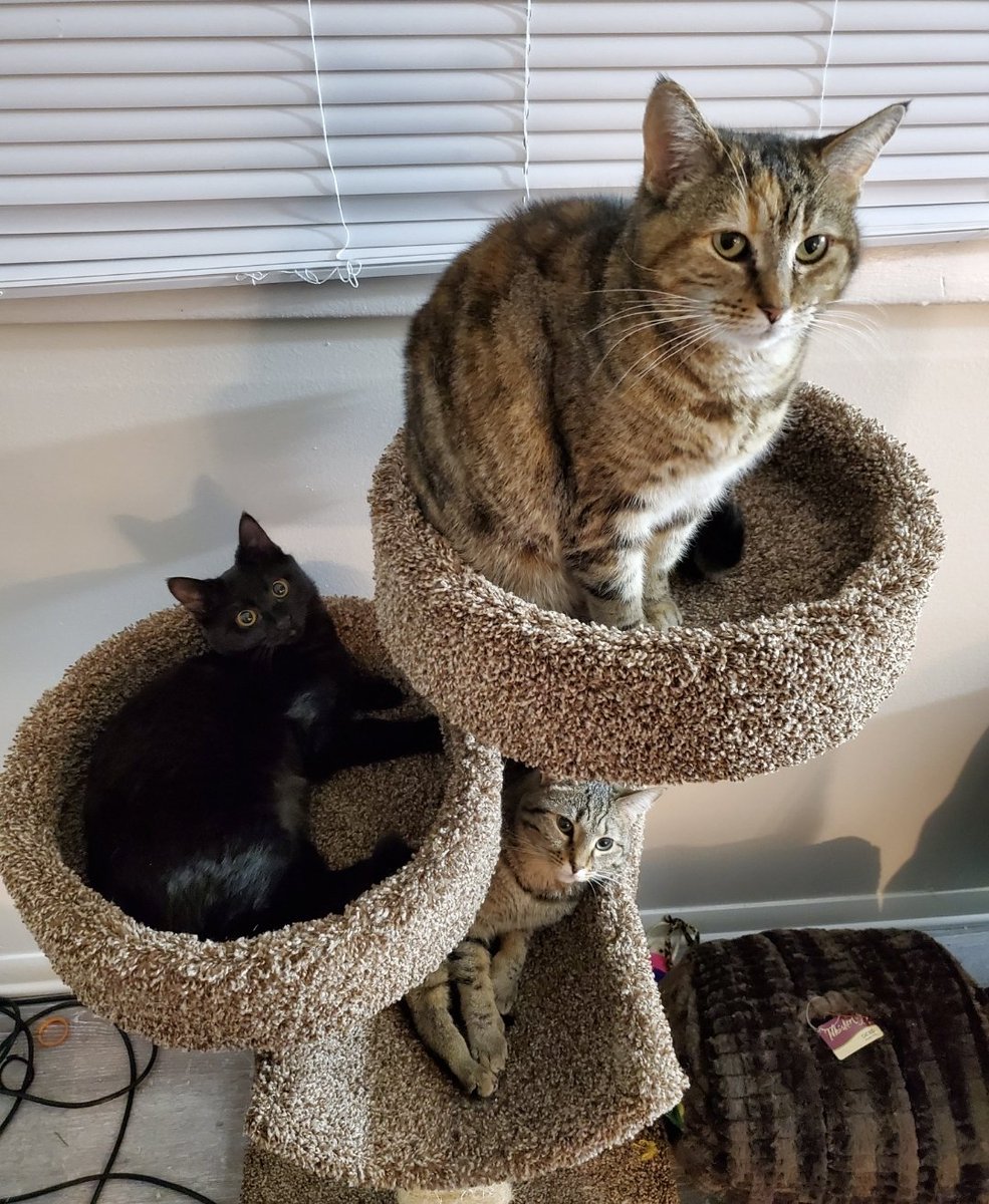 LuminousScape's tweet photo. @NISAmerica All four of them have had such an impact on me. I love them to death. Unfortunately, my cat Chloe from the second picture passed away in 2015, but I wanted to share how adorable she was. #TrailsToAzure #CrossbellPets https://t.co/HjcTQds6Z4