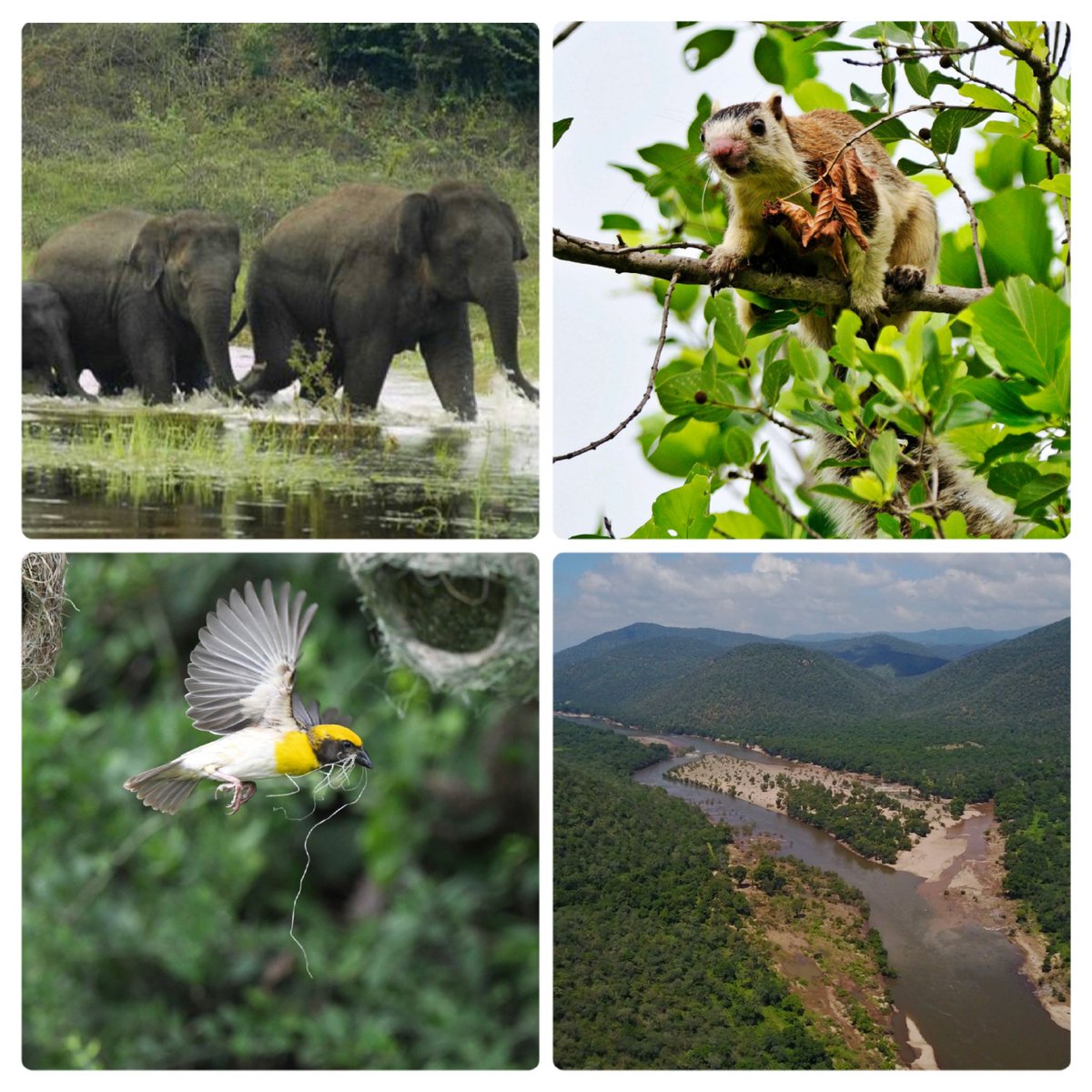 I'm happy to announce that the GoTN has notified 'Cauvery South Wildlife Sanctuary' as the 17th Wildlife Sanctuary in TN. This significant step along with the TN Green Climate Company's missions will go a long way in conserving the rich biodiversity of our State.