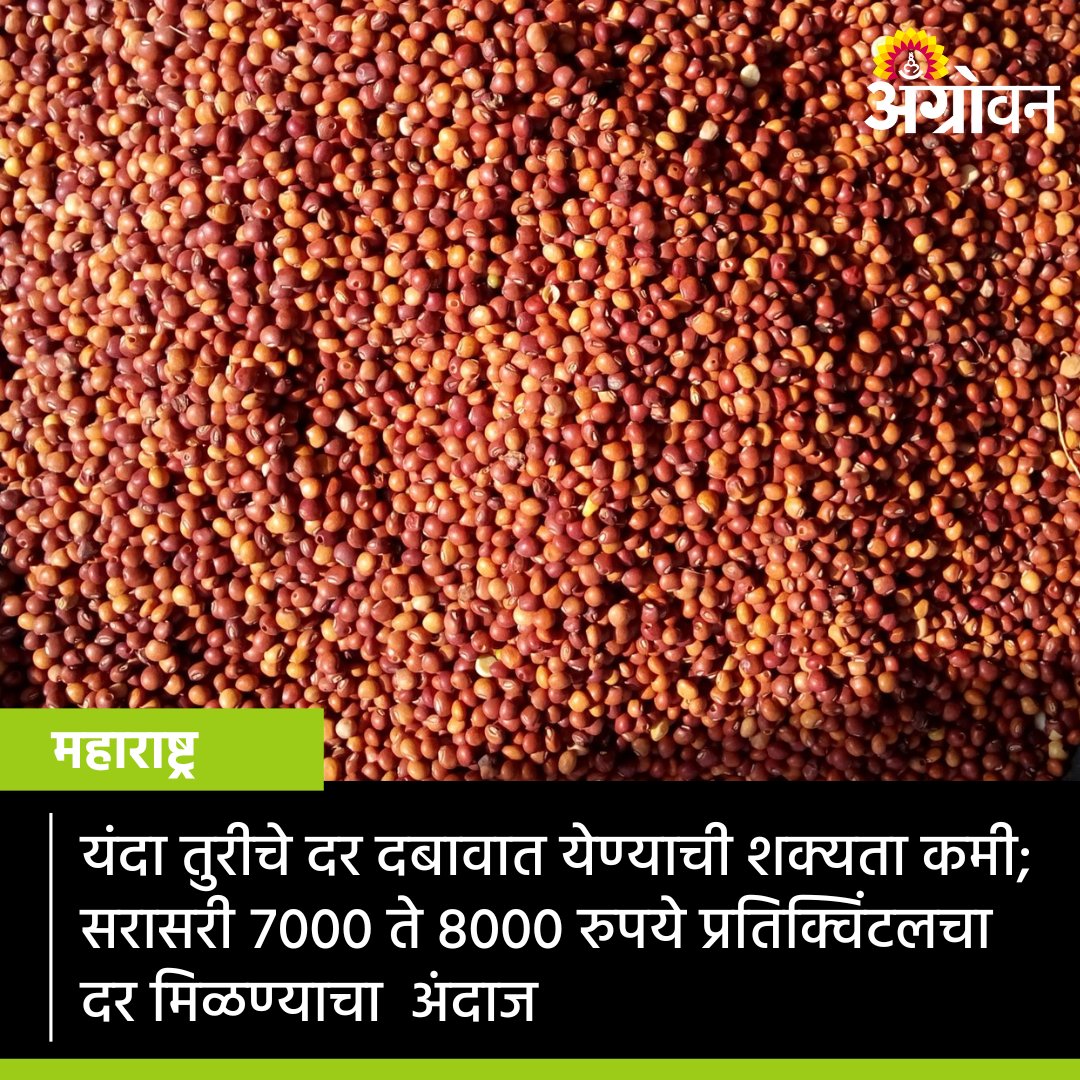 AGROWON's tweet photo. देशातील बाजारात सध्या तुरीच्या दरात १०० ते २०० रुपयांची तेजी मंदी सुरु आहे. तुरीचे दर यंदा दबावात येण्याची शक्यता कमीच आहे. असा अंदाज जाणकारांनी व्यक्त केला आहे.
#Agrowon #Tur #TurRate #TurPrice #TurMarket #APMC #MarketRate #DailyRates #AgricultureMarket #PigeonPea #RedGram https://t.co/PcdVlQ5F3R