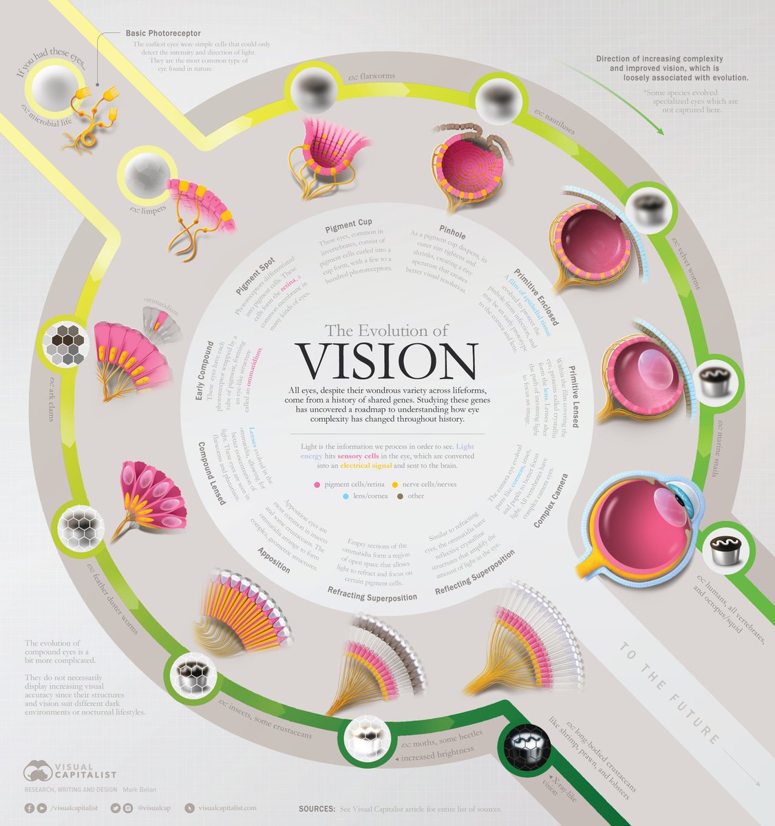 NEW PIECE: The Evolution of Eyes and Vision 🧿⏩ 👁️

#eye #infographic #sciart #scientificart #art #illustration #evolution #biology #science #eyeball #anatomy #evodevo #evo #optometry #optometrist #ophthalmology #scicomm #vizscicomm #infographics #scigraphics