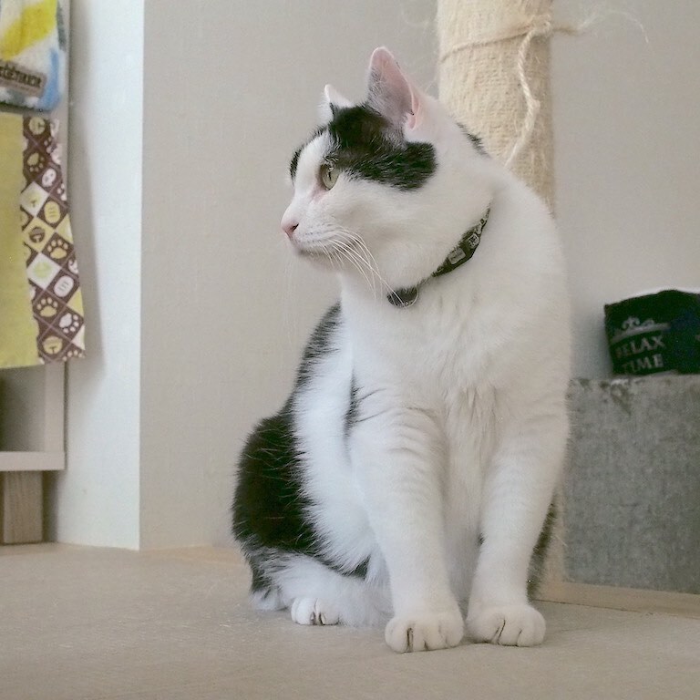 くつろぎ猫カフェnorara のらら 岐阜にある猫カフェ 子猫のへや