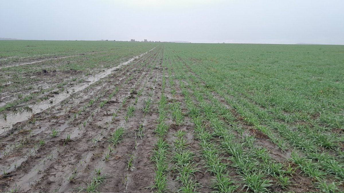 Cover cropped for three years now on the left. Hmmm. 
Clean fallow on the right with a full profile of moisture at start, consistently higher yielding - building more biomass and in turn more ground cover. 
Farm what's infront of you and not what's fashionable.
