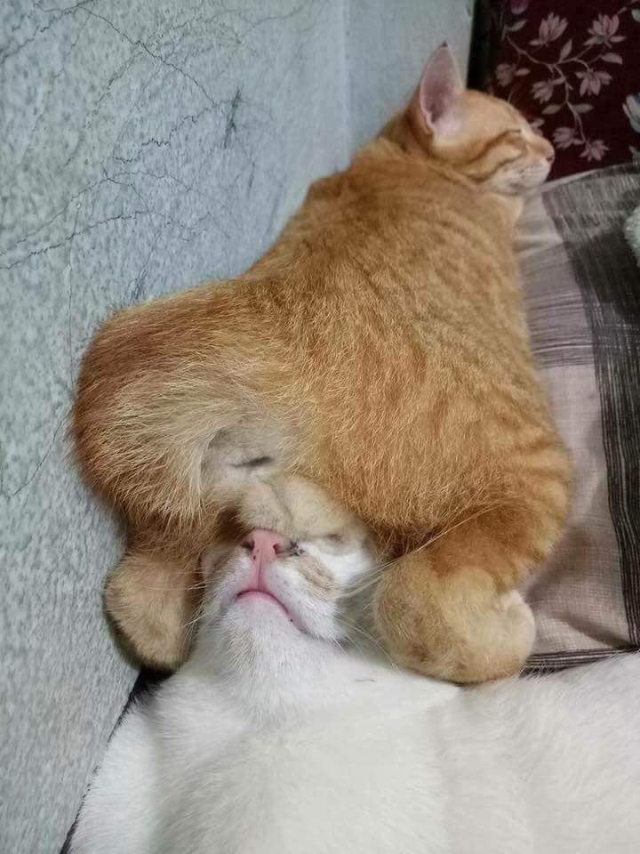 В сеть попало хоум-медиа <a href="/spb_iluha/">P)I(АВЫЙ🇷🇺</a>