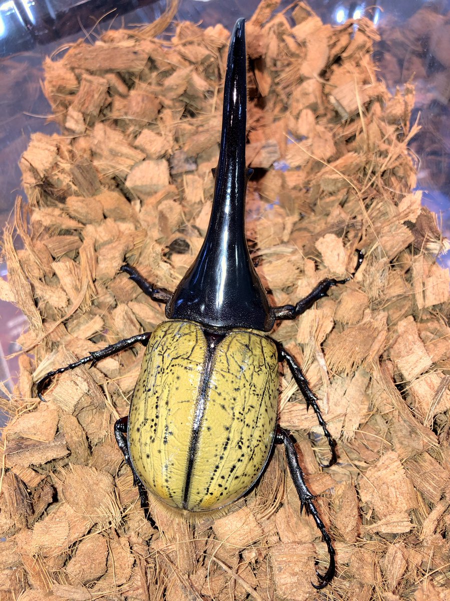 Amazonicoヘラクレス・ヘラクレス ♀70mmUP 5頭セット