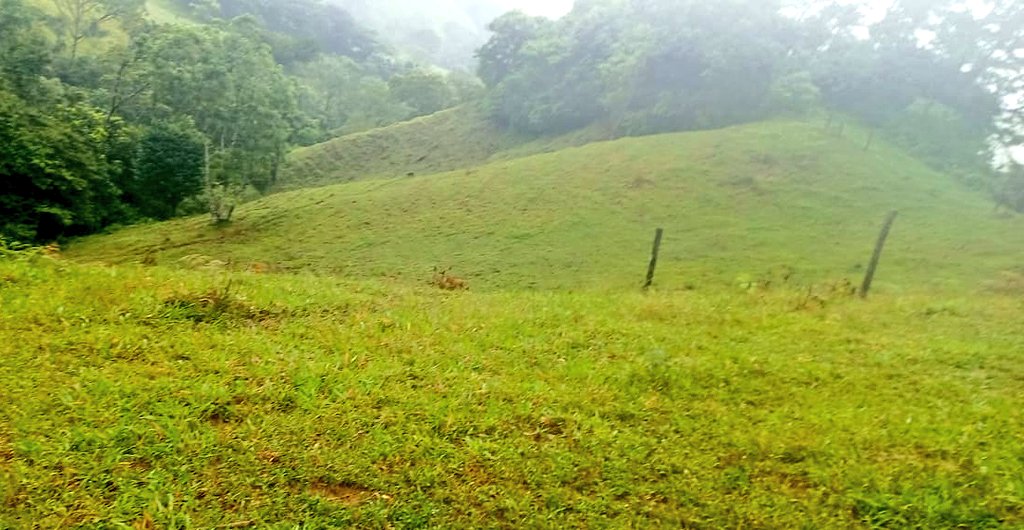 agroecologo's tweet photo. Vamo' a sembrá' máiz mora'o
En la parcela 'e mi 'amá
La milpa florecerá
Junto al café y el cacao
Yo me siento entusiasma'o
Con estos nuevos senderos
Los terrenos ganaderos 
Pronto serán acahuales
Y una huerta de frutales
Donde antes eran potreros... https://t.co/AlZ6Dhz99O