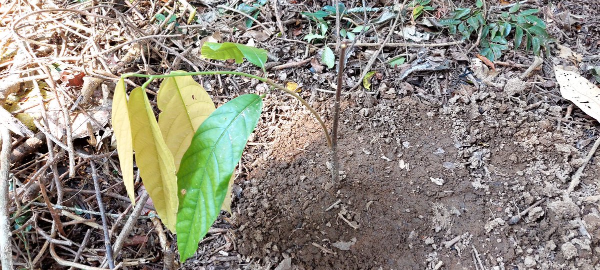 agroecologo's tweet photo. Vamo' a sembrá' máiz mora'o
En la parcela 'e mi 'amá
La milpa florecerá
Junto al café y el cacao
Yo me siento entusiasma'o
Con estos nuevos senderos
Los terrenos ganaderos 
Pronto serán acahuales
Y una huerta de frutales
Donde antes eran potreros... https://t.co/AlZ6Dhz99O