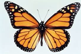 ashswagbugrevs's tweet photo. @ashswagfoodrevs @ashswagin @AshswagShitpost Monarch butterfly. I feel like it’s the most well known butterfly out there. It is very pretty. I don’t know much about what it does. 8/10 https://t.co/l51jnXJRc4