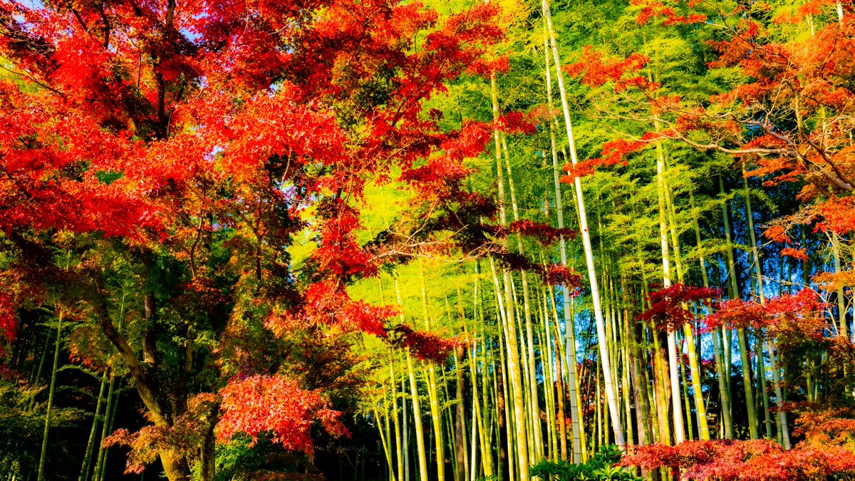 paohobby's tweet photo. 一眼で撮った写真を編集しました〜
綺麗じゃろ?
#一眼レフ
#rightroom
#紅葉2022 https://t.co/M1LBizoKpS