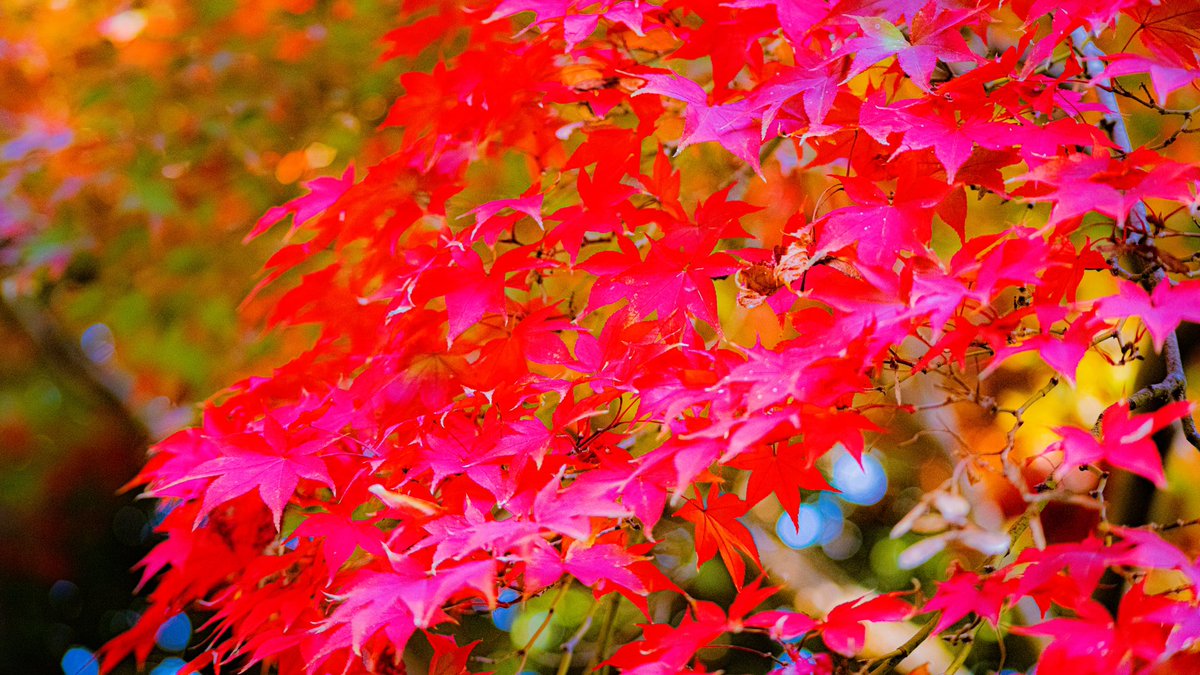 paohobby's tweet photo. 一眼で撮った写真を編集しました〜
綺麗じゃろ?
#一眼レフ
#rightroom
#紅葉2022 https://t.co/M1LBizoKpS