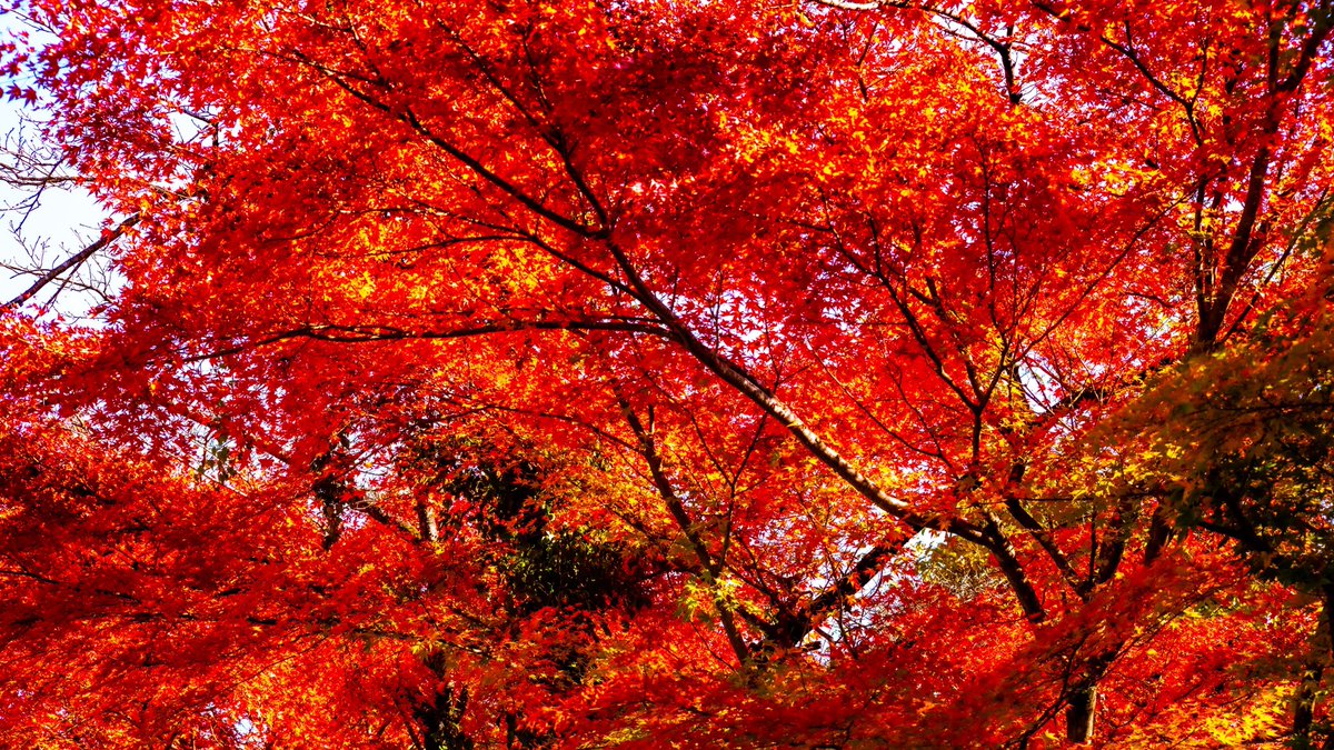 paohobby's tweet photo. 一眼で撮った写真を編集しました〜
綺麗じゃろ?
#一眼レフ
#rightroom
#紅葉2022 https://t.co/M1LBizoKpS
