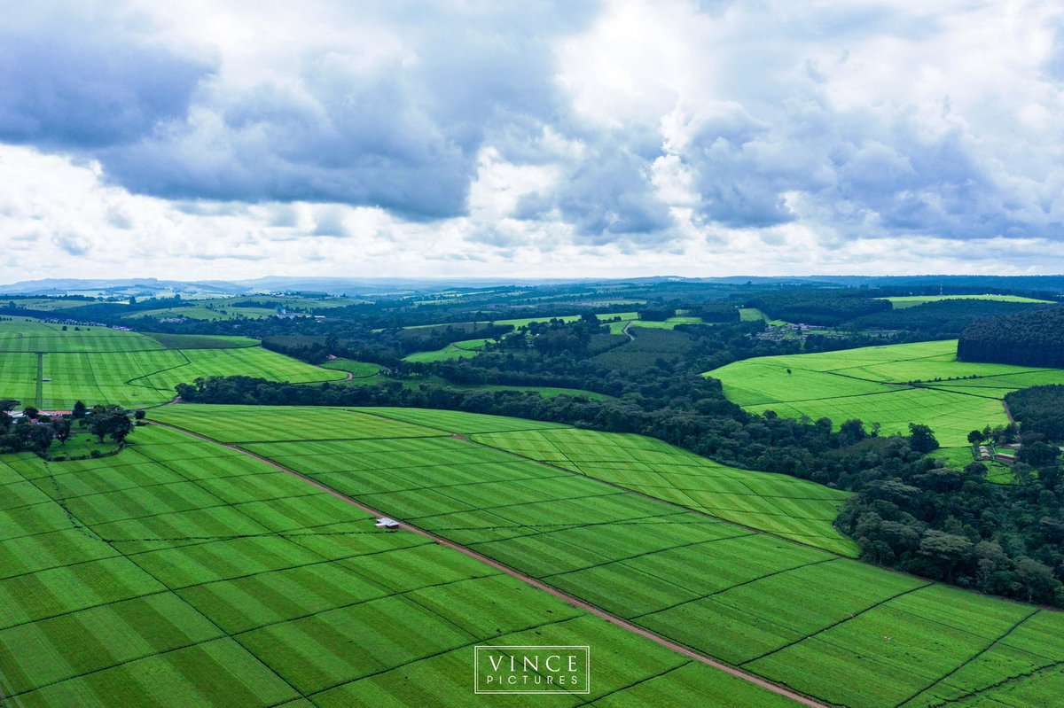 VinceChepkwony's tweet photo. K E R I C H O ๐ฐ๐ช๐ฐ๐ช๐ฐ๐ช
The land of tea #County035 #KerichoCounty https://t.co/ZRXLhpkKmM