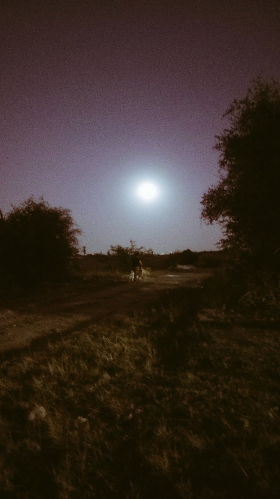 berezaradio's tweet photo. @lopezdoriga La luna de esta noche en Morelia se ve así. https://t.co/DUOLclfyeT