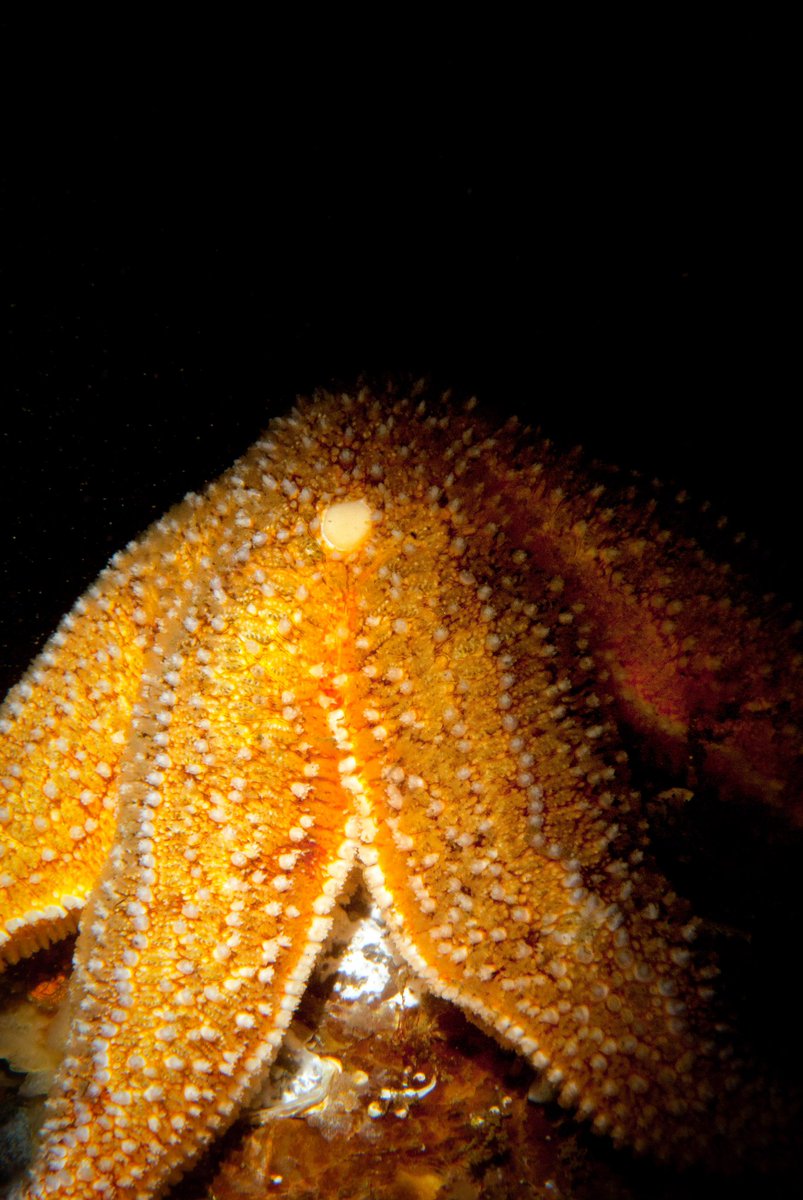 duikervictor's tweet photo. A hungry seastar

#duiken #diving  #duikteamplatax #underwater
#ocean #underwaterphoto #underwaterphotography
#uwphotography
#saltwater #zoutwater #scubadiving #divingphoto
#underwaterworld #plongee #underwaterpic
#macro #npoosterschelde #snoot #seastar #zeester #hungry https://t.co/LhqJhaPsEH