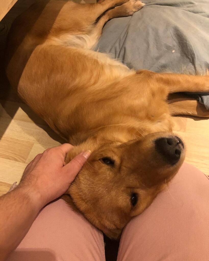 MSLausten's tweet photo. Someone is a snuggle monster this morning 🥰 #retrieverlove https://t.co/yLDzEWhZDE
