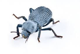 ashswagbugrevs's tweet photo. @ashswagin @czechomapping I think this is called a blue feigning death beetle. I do not know the scientific name for them but they seem cool. I believe that they occasionally play dead and do not know that they are playing dead and believe they are actually dead. Very interesting. 7/10. https://t.co/loWSQ3aql3