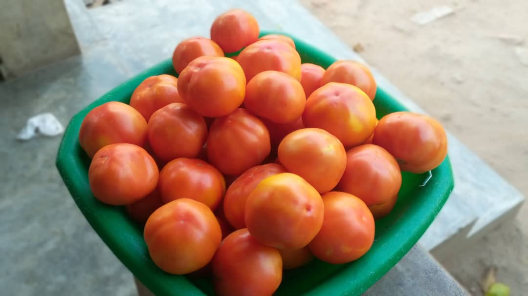 Thenjiwe_Ntha's tweet photo. Quality tomatoes for sale in Blantyre Chirimba...5ltr's bucket going at 2,500kwacha...free delivery for tomatoes worth 10,000kwacha around blantyre outside chirimba and 5,000kwacha within Chirimba 
Your support will be highly appreciated🤗 
Contact through this number: 0993478700 https://t.co/urH1ELoWNe
