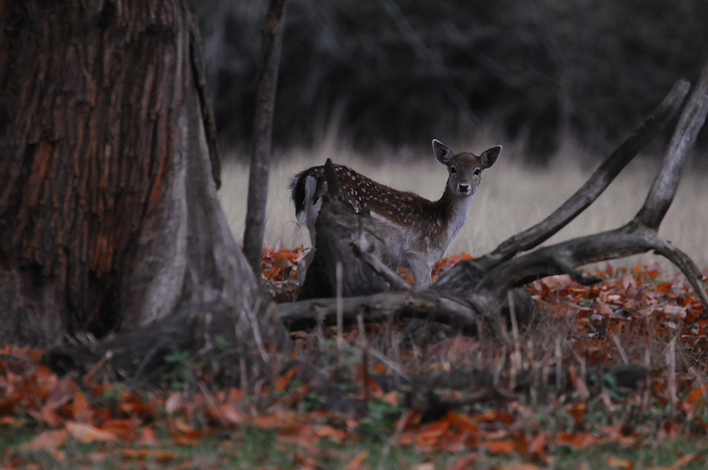 A Year with Deer tweet media