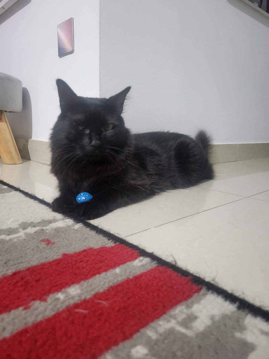 Tokyo2020cat's tweet photo. My balll! #ball #playtime #Cat #CatsOnTwitter #paw #AdoptDontShop #Tokyo and all the balls 🐈‍⬛🐈‍⬛🐈‍⬛ https://t.co/Tt69ibQp8N
