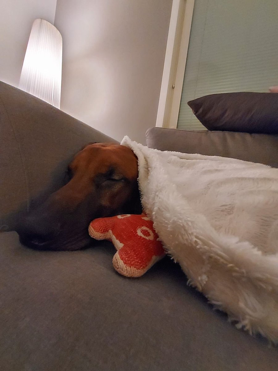 RhodesianRocky's tweet photo. Keuhkokuumeesta toipumisessa on se hyvä puoli, että saan palvelusväeltä jakamattoman huomion 😍 Ja silloin kun eivät huomioi, voin jatkaa omia touhuja ihan normaaliin tapaan 👹 https://t.co/xURjLaPoeI