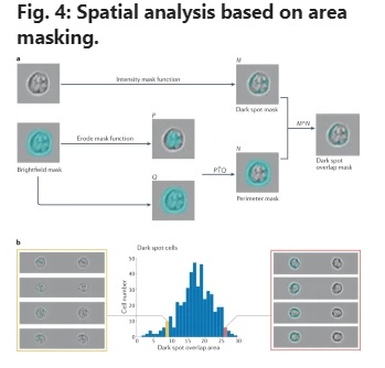 biocomafricarsa's tweet image. Review article: Imaging flow cytometry

nature.com/articles/s4358…
#WEareBIOCOM #ImageStream #Luminex