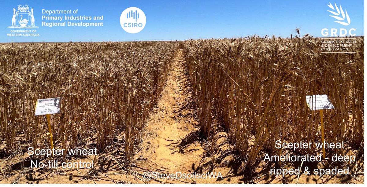 Poor seed depth control &amp; furrow infill on ameliorated soil can = deep sowing. <a href="/GRDCWest/">GRDC West</a> <a href="/DPIRDbroadacre/">DPIRD Broadacre - WA Grains & Livestock</a> co-investment long coleoptile wheat on ameliorated soil expt with <a href="/rebetzke_0/">Greg Rebetzke</a> at Ogilvie. Big gains for Mace-18 vs Mace, note Scepter height gain with amelioration! <a href="/SoilsWest/">SoilsWest</a>