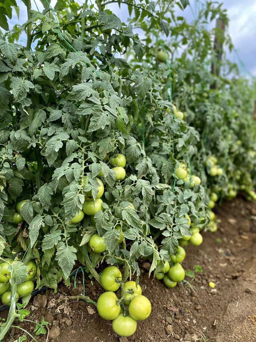 Francis B. Mapindani tweet media