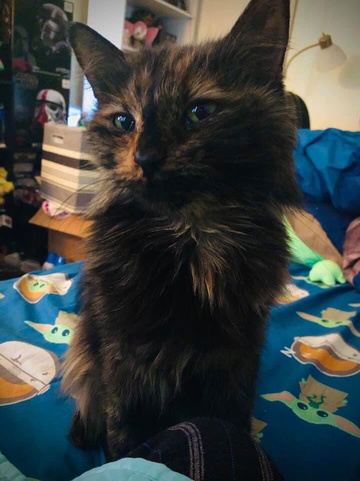 RuneDrowsyFox's tweet photo. @NISAmerica This is me and my Girlfriends cat Misha. We saw her picture on the humane society website and instantly fell in love with her. She’s very lovey 💕#TrailsToAzure #CrossbellPets https://t.co/FzL6YsRZjy