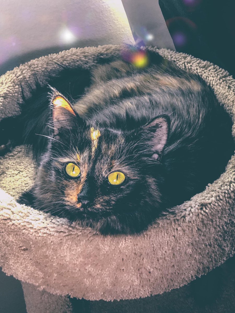 RuneDrowsyFox's tweet photo. @NISAmerica This is me and my Girlfriends cat Misha. We saw her picture on the humane society website and instantly fell in love with her. She’s very lovey 💕#TrailsToAzure #CrossbellPets https://t.co/FzL6YsRZjy
