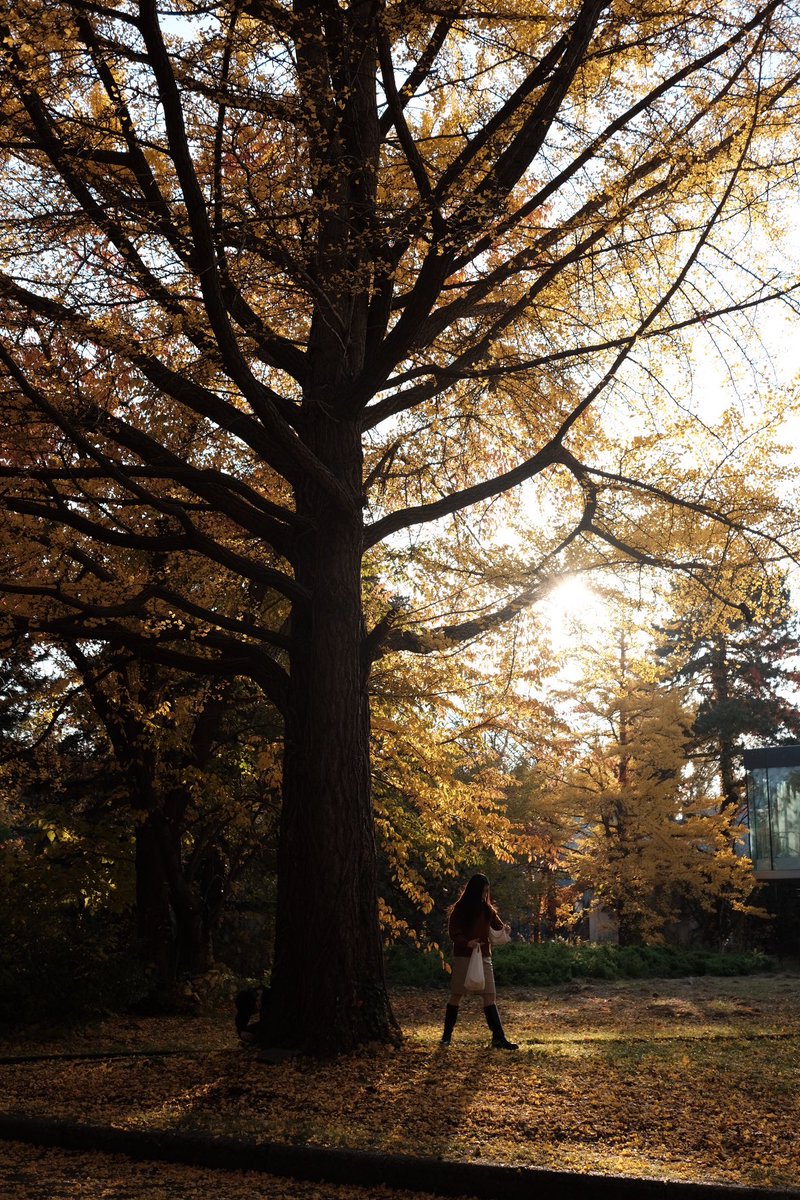 etsandman's tweet photo. 紅葉まみれの北大散策

=======================
Camera : FUJIFILM X-Pro2
Lens      : XF27mmF2.8 R WR            
======================= https://t.co/VVISJRentd