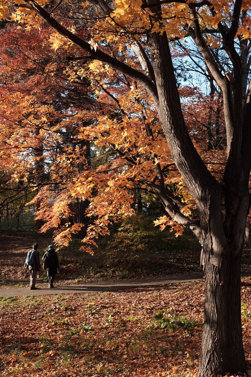 etsandman's tweet photo. 紅葉まみれの北大散策

=======================
Camera : FUJIFILM X-Pro2
Lens      : XF27mmF2.8 R WR            
======================= https://t.co/VVISJRentd
