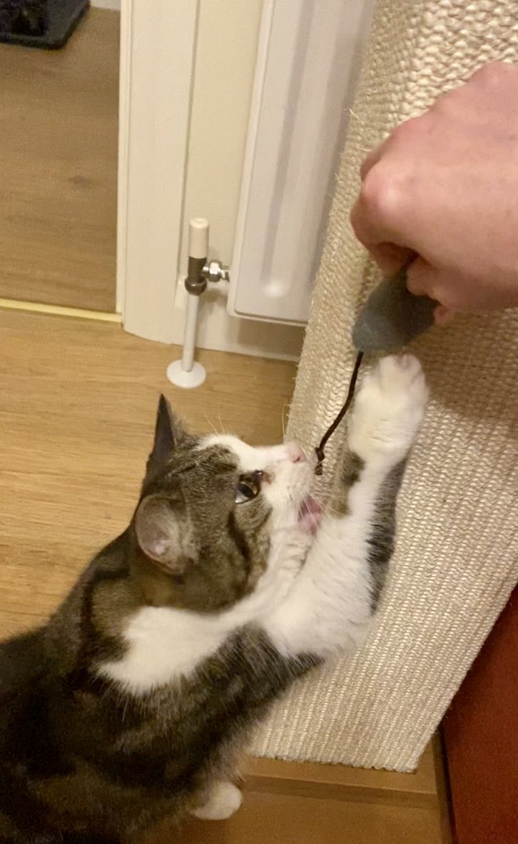 carol199's tweet photo. #Tabitha #Meece #Playtime #Mine π±&π https://t.co/Jxj7ZIktVs
