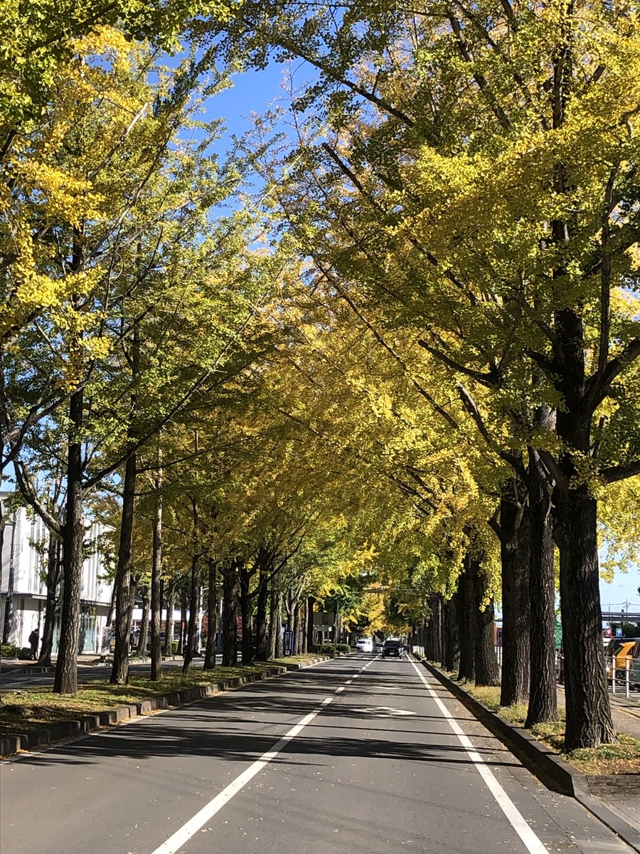 From the 29th to 31st of October, we performed a cadava dissection. This was thanks to Dokkyo body donation and the Department of Anatomy Macro every year.  Also, not only Dokkyo Medical University staff, but other doctors also took part in this course.
#cadavar #neurosurgery