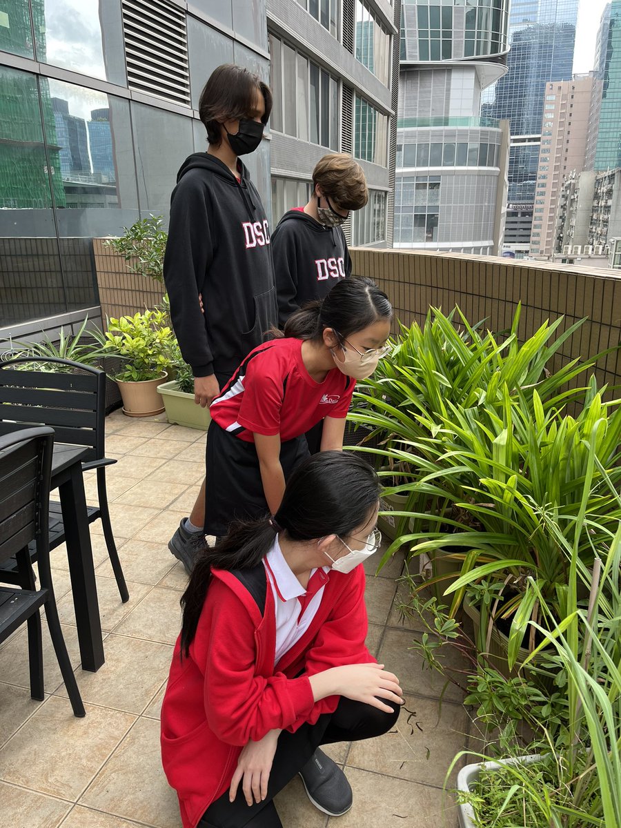 MsPYeung's tweet photo. Students at Culinary Camp had the opportunity to visit Pots n Pans’ rooftop garden. We also saved our food scraps from our japchae and added it to the compost, which will later be used to fertilize the plants! #ECOxDSC #calltoearth #DSC_HK #circleoflife #zerowaste https://t.co/HimCPbZ1ZA
