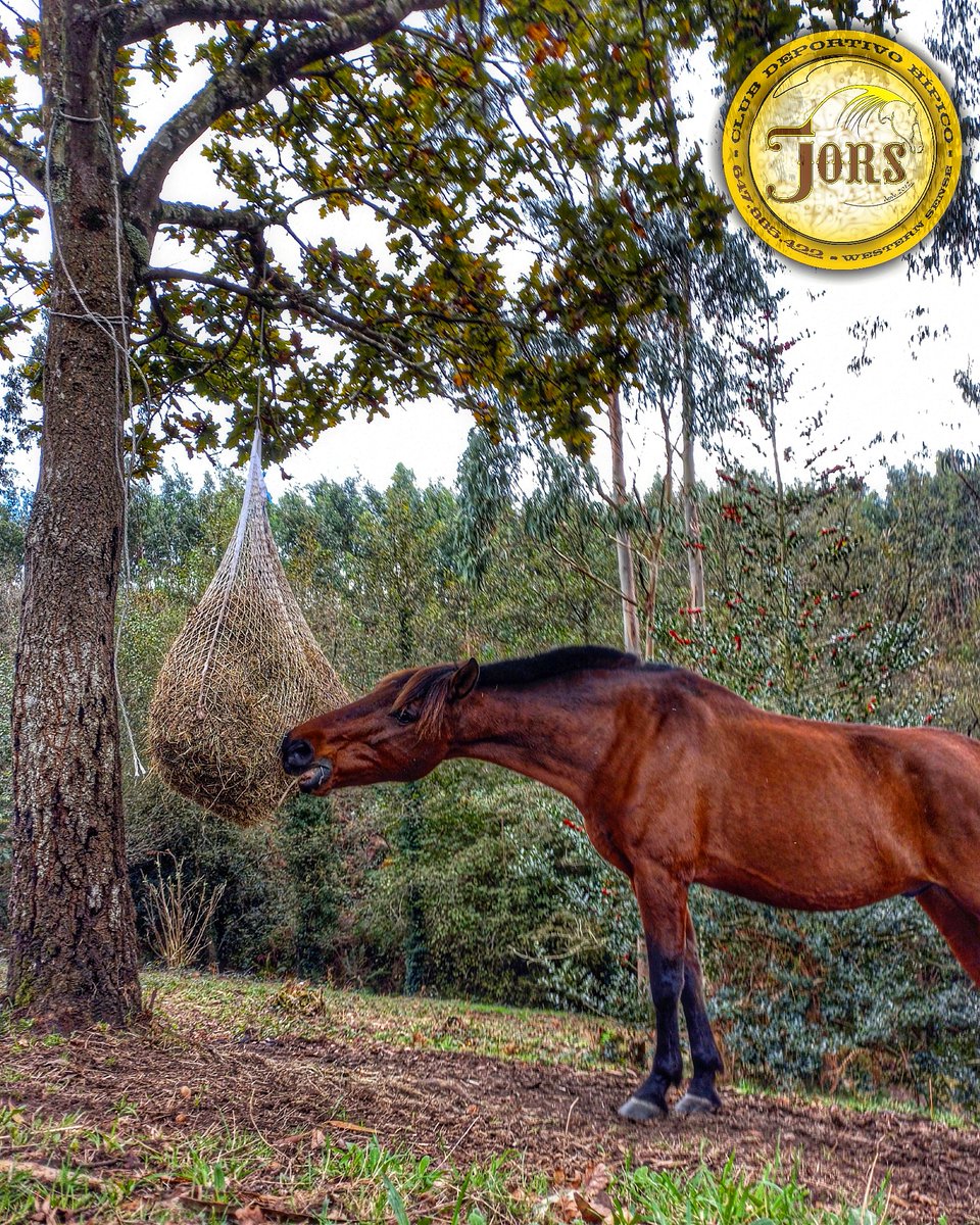 ClubJors's tweet photo. 🍁En otoño llega el frío...🥶
... y en JORS somos especialmente cuidadosos con la alimentación de nuestros peludos en esta época del año;
Pastos, agua y hectareas de terreno, forraje seco con sistema 'slowFood' y la cantidad necesaria de pienso para cada uno. https://t.co/XbMPNmvc13