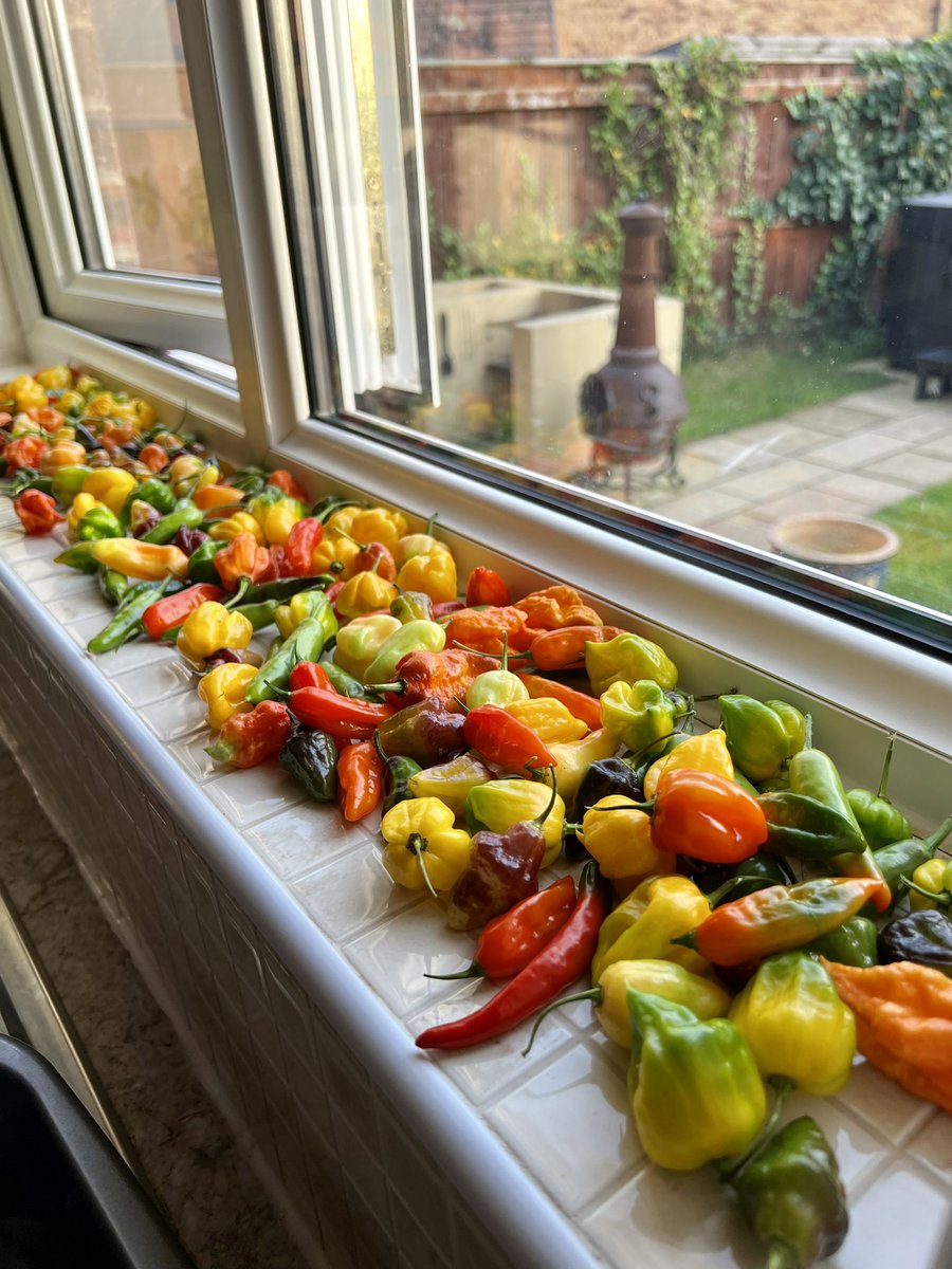 HolmesAllotment's tweet photo. The perfect place to ripen the chillies 🌶🌶🌶🌶 #allotment #allotmentlife #gardening #growyourown #chillies https://t.co/kYfKKlGIOn
