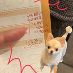 ワンちゃんのトリミングって、サイズ超えたら別料金かかるって知ってた？!