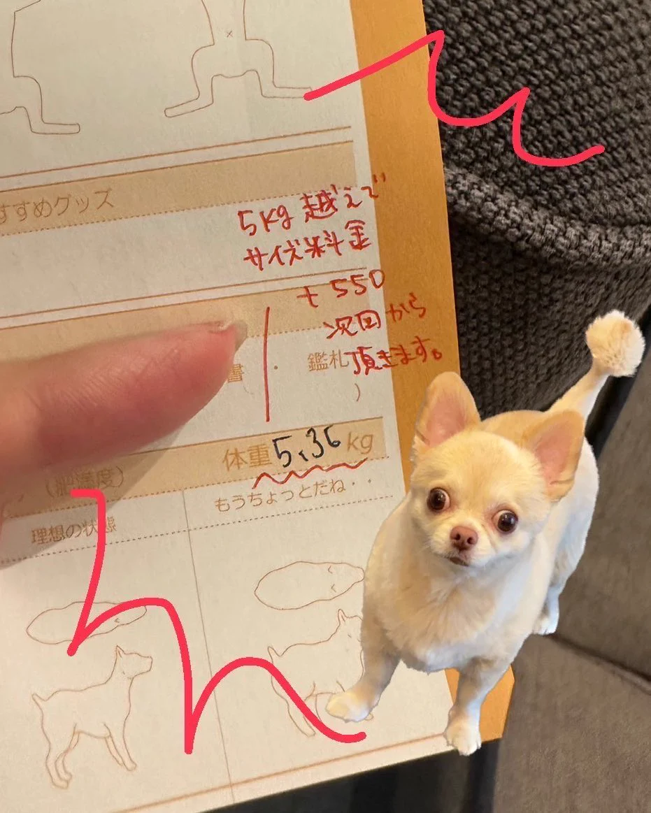 ワンちゃんのトリミングって、サイズ超えたら別料金かかるって知ってた？！