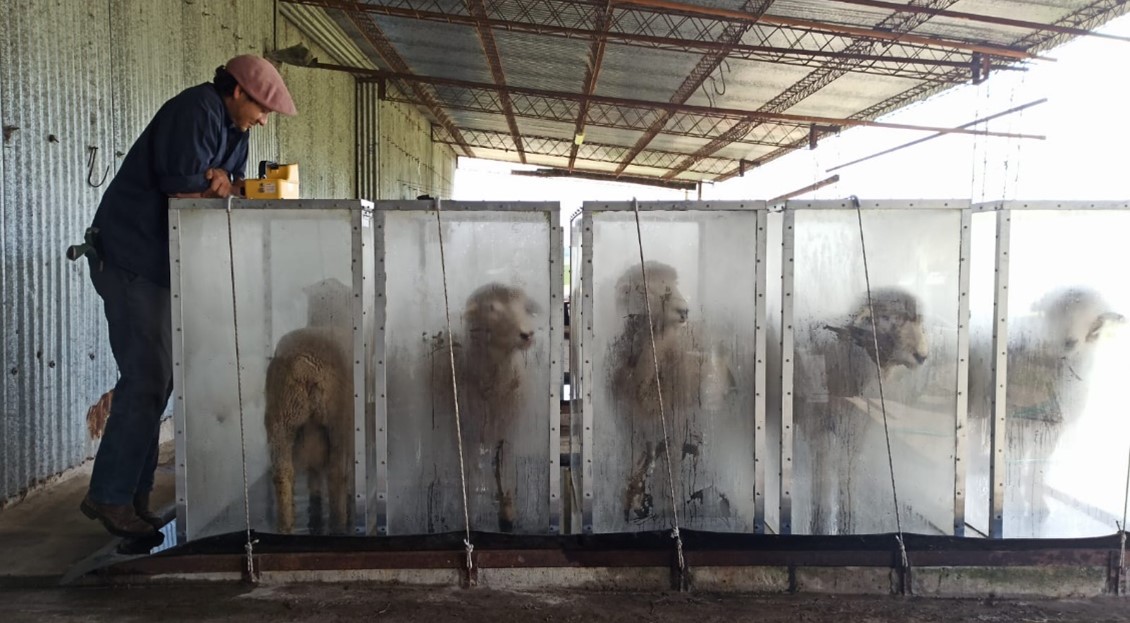 Primera medición de emisiones de gases de efecto invernadero de 80 carneros de 18 cabañas <a href="/corriedaleuy/">Corriedale Uruguay</a> de todo el país en <a href="/INIA_UY/">INIA URUGUAY</a> La Magnolia, en la prueba de eficiencia
Estos se suman a los más de 300 animales experimentales ya medidos en la raza
<a href="/SmarterprojectE/">Smarterproject.eu</a> 
<a href="/grasstogas/">@GrassToGas</a>